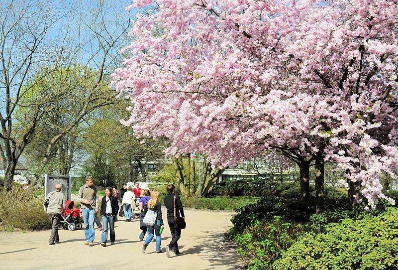 2290_5750 Eine Japanische Blütenkirsche in voller Blüte - Hamburger Grünanlage planten un blomen. | Fruehlingsfotos aus der Hansestadt Hamburg; Vol. 2